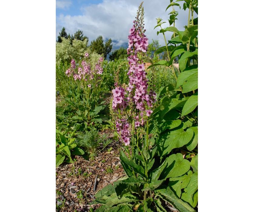 Southern Charm Mullein